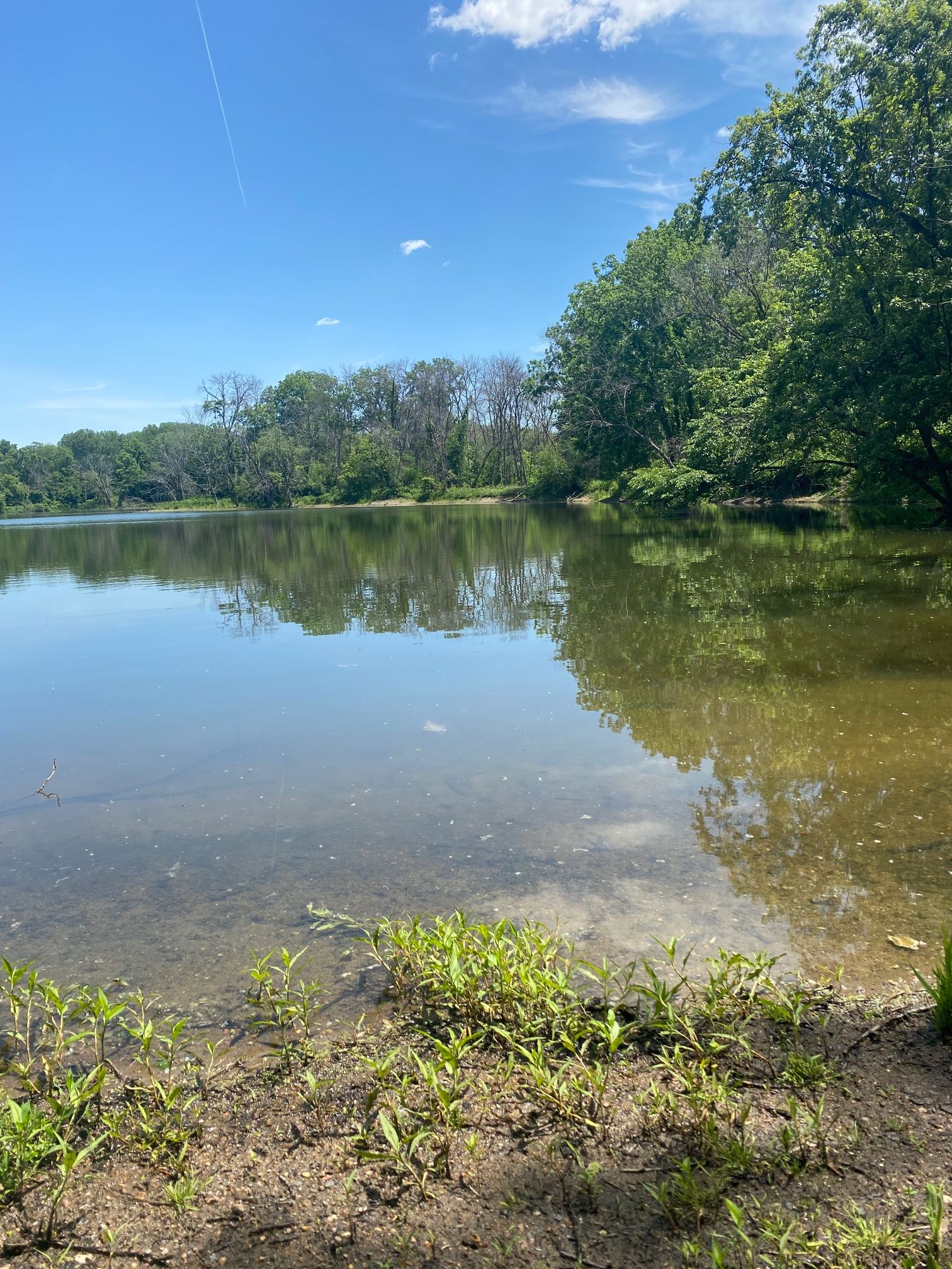 Picture of a lake with large trees on the opposite shore