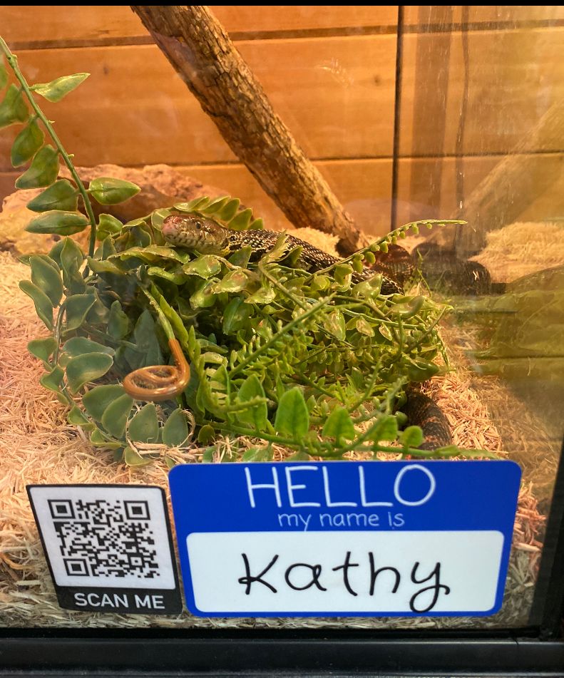 A brown Fox Snake resting on a pile of green plants with a nametag on their glass tank tank that says "Hello, my name is Kathy"