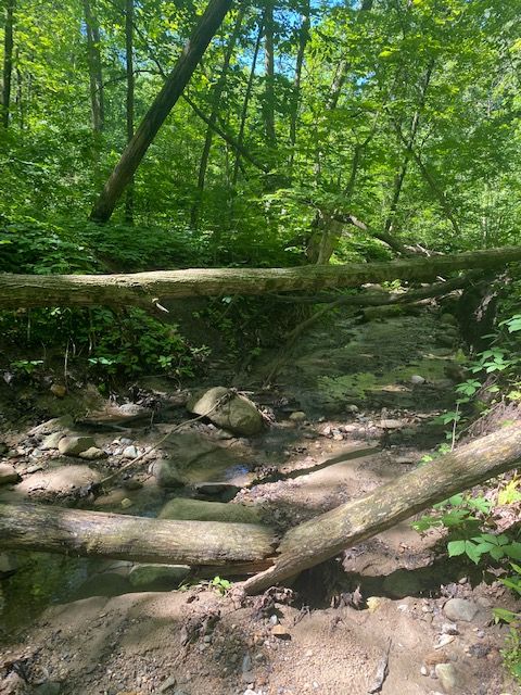 A tree knocked down laying across the top of a creek, woodland in the background, a tree broken in half in the foreground at bed of creek. 