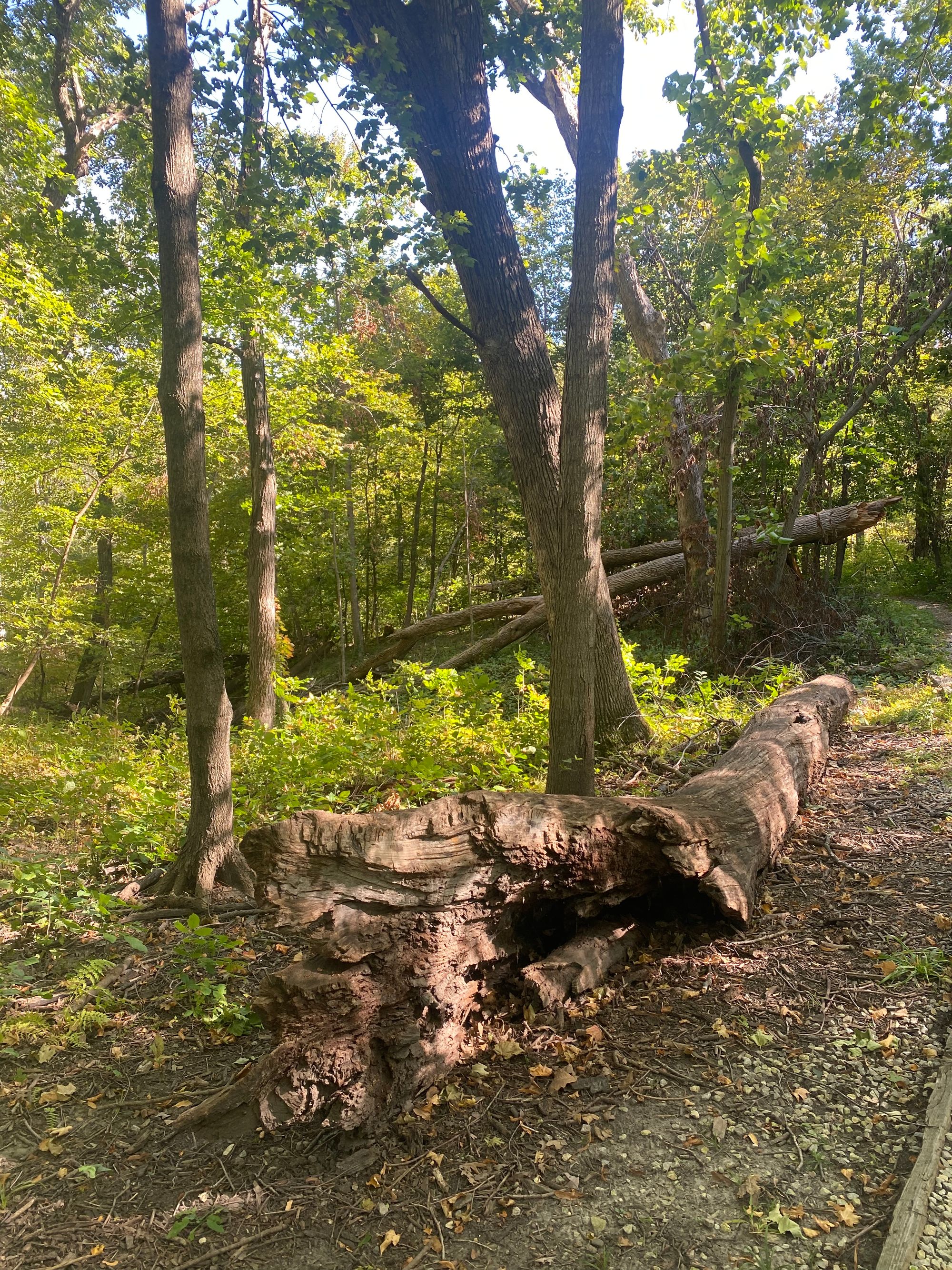 A large, uprooted tree trunk with a cavernous appearance lays on a soft trail in the foreground.Large live trees, green leaves, a very large uprooted tree leaning diagonally on a pile of dead tree branches all in the background