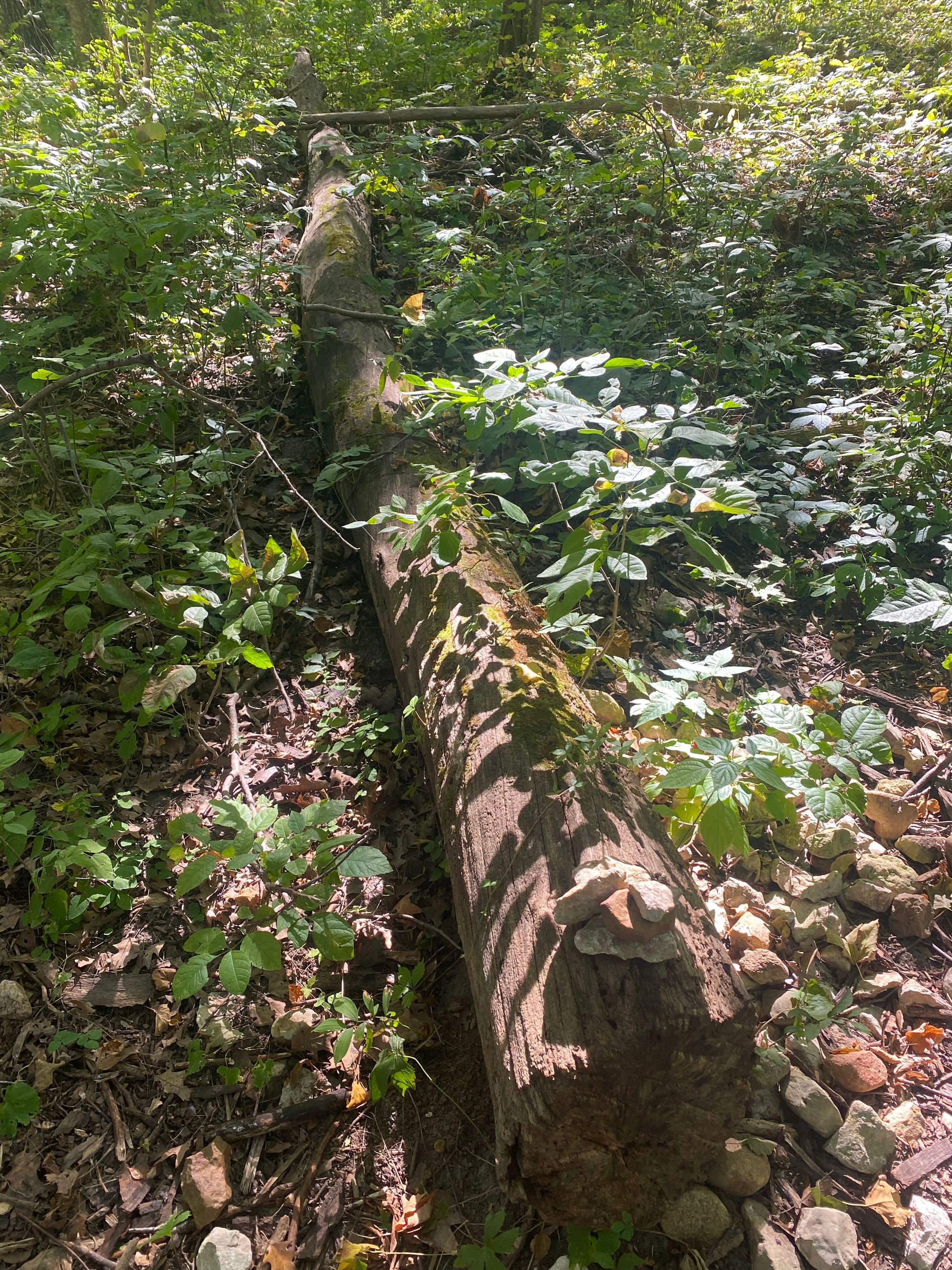 A large (approximately 20 feet long) log in a bed of stones and brush. Leaves cast shadows on the logs.