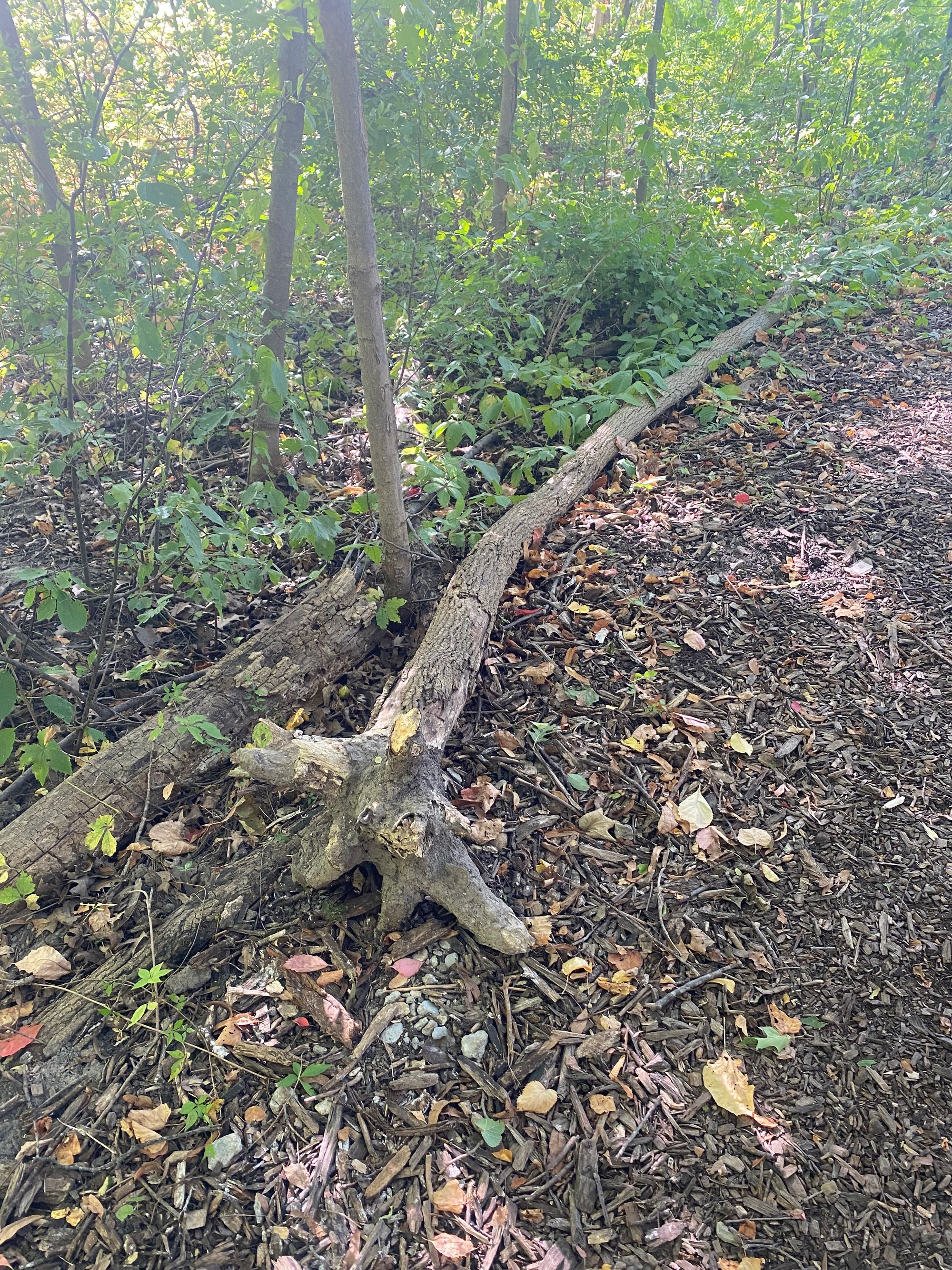 A small, thin tree uprooted and laying in woodchips and brush. 