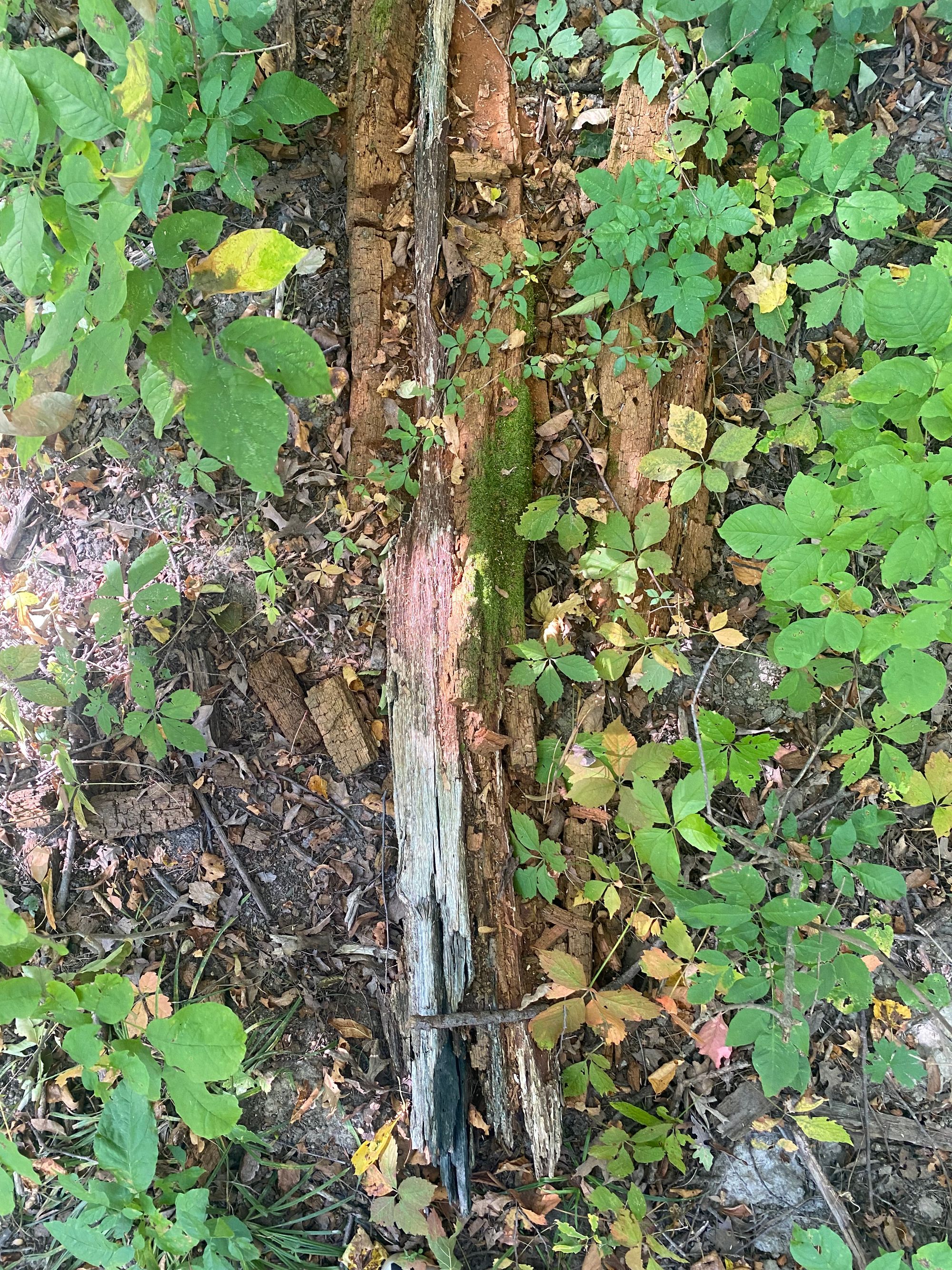 A bird's eye view of a decayed log split down the middle, partially covered in moss. Log is centered in photo and laying among dirt and brush. 