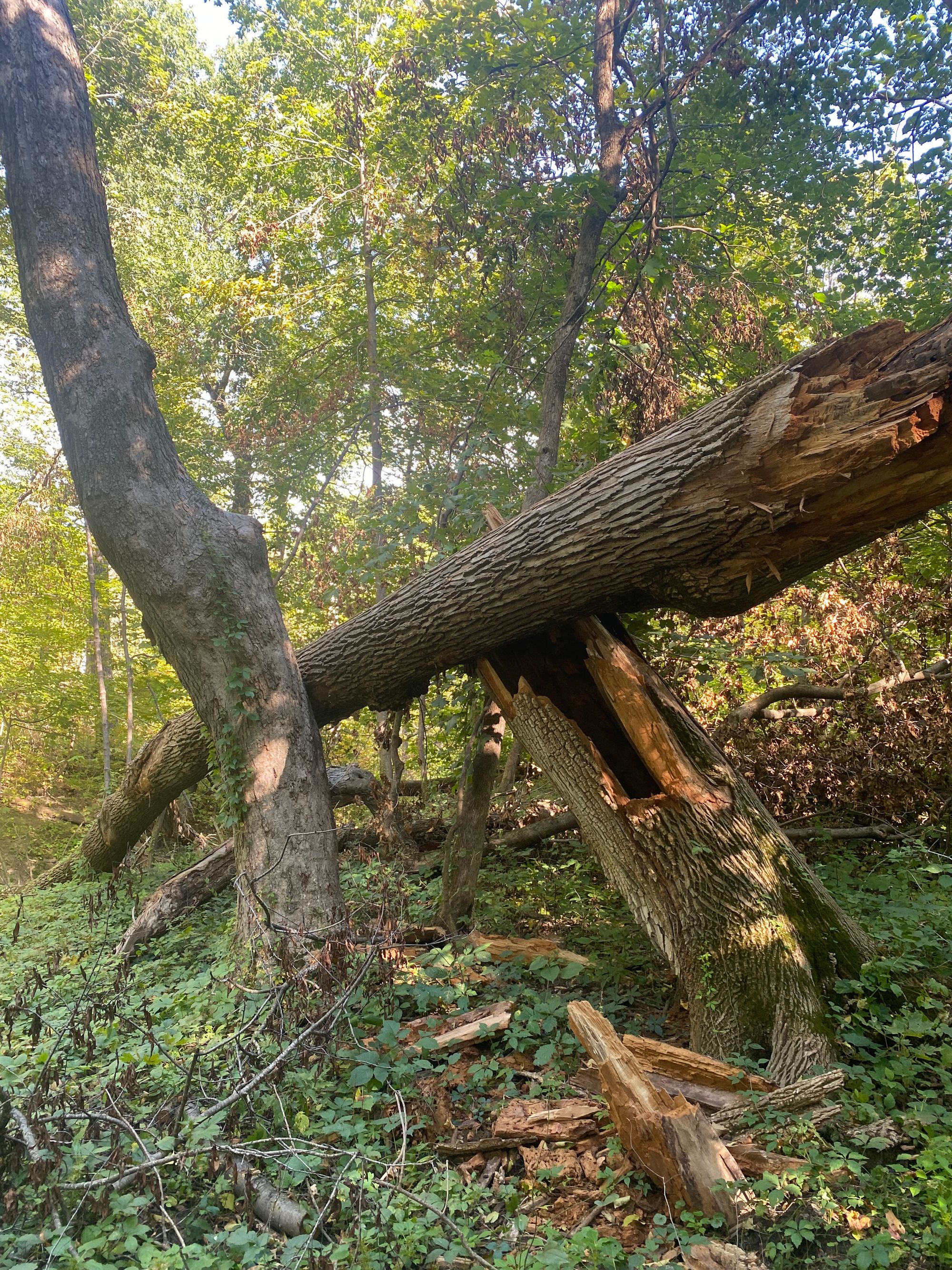 Two logs support themselves on eachother, leaning with their peaks about four feet off of the ground. 