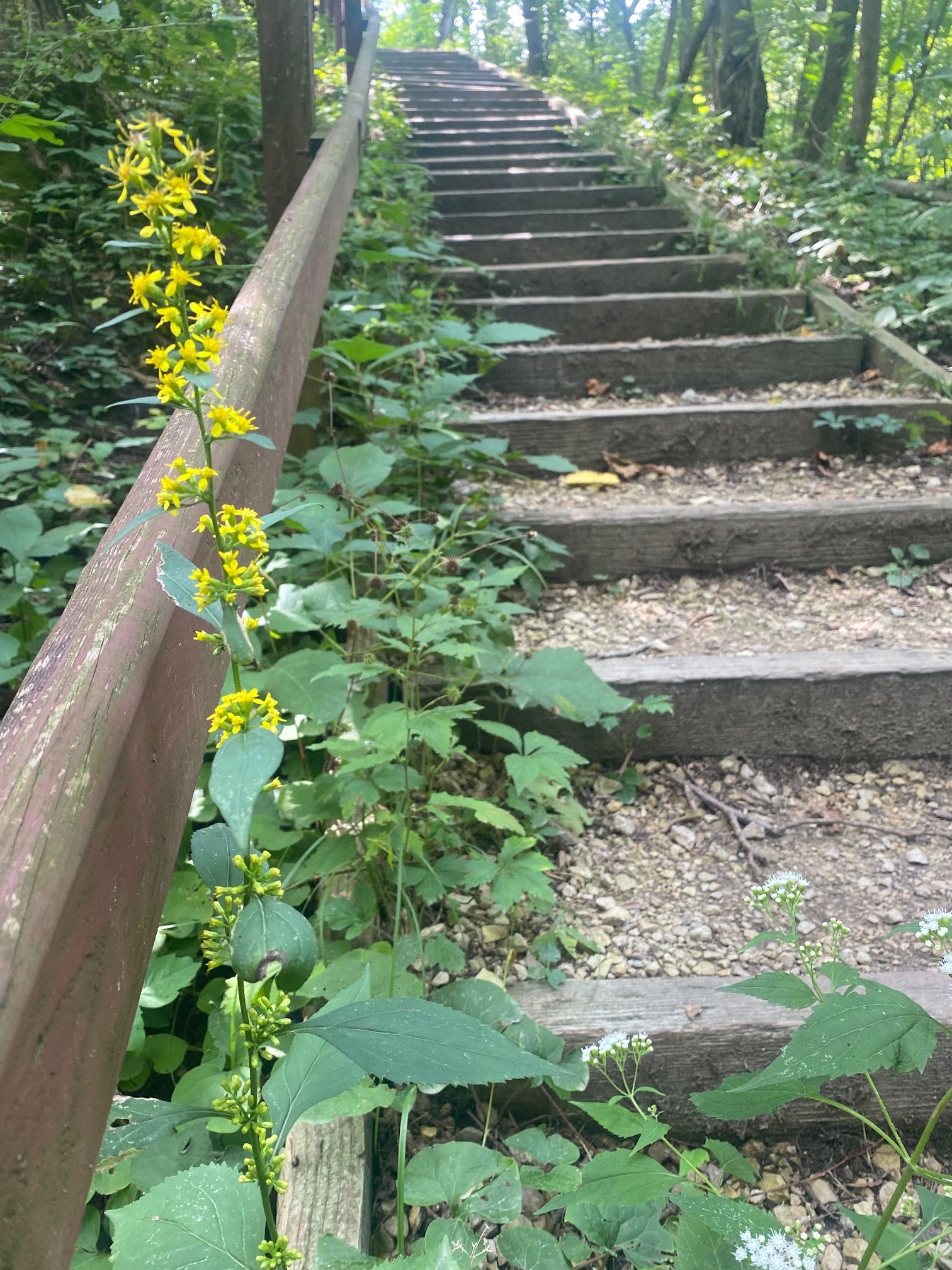A small strand of yellow bulb shaped flowers wrap around a wooden handrail going up a trail stair case