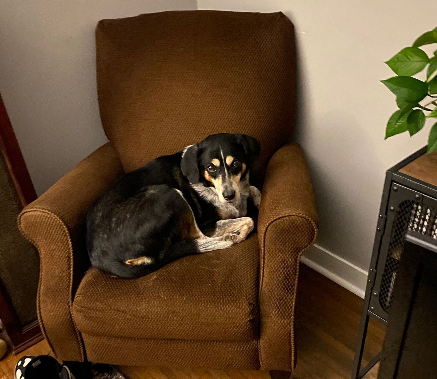 A black and white dog with brown eyebrows sits curled up on a brown fabric chair.