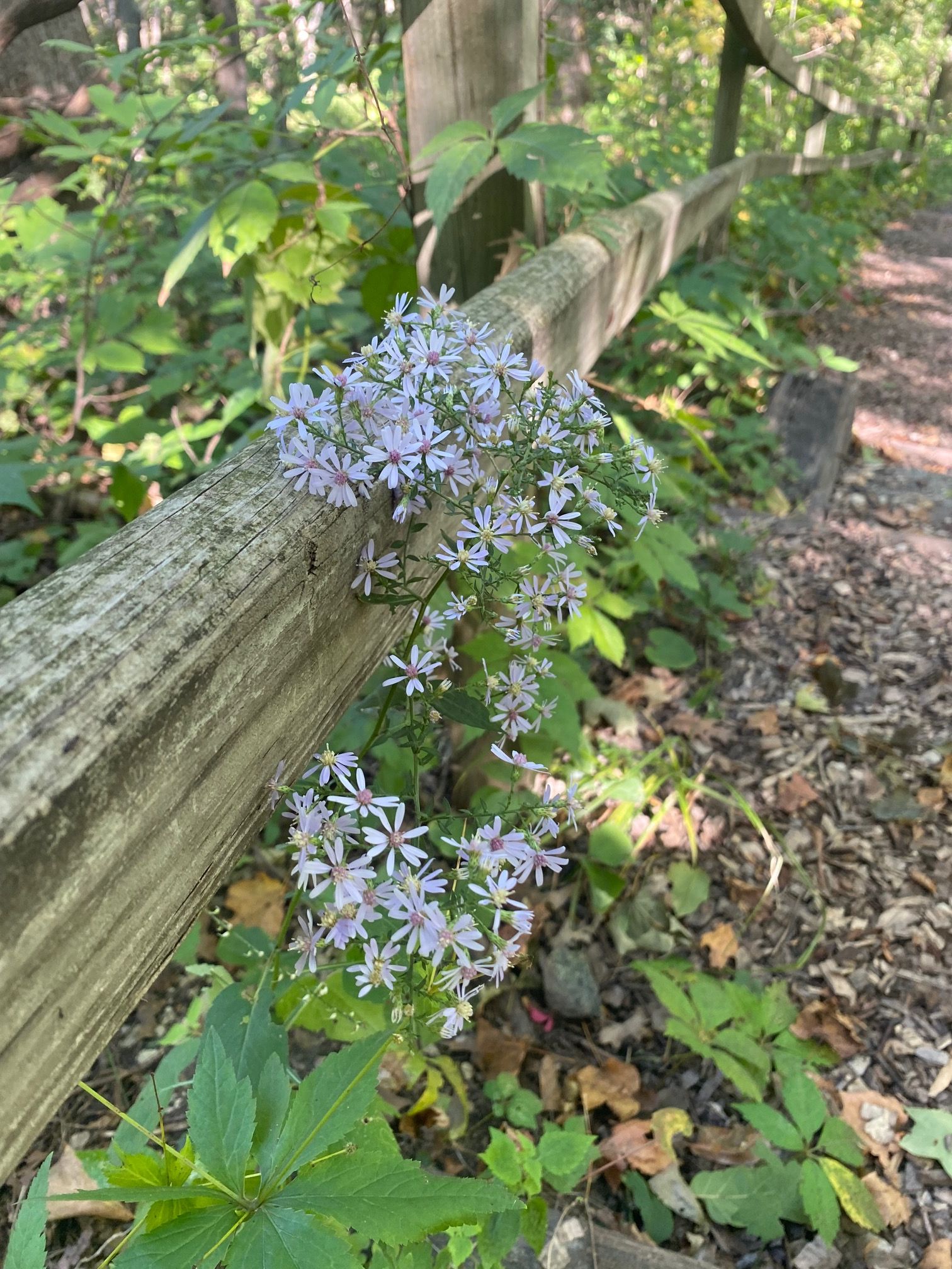 A vine of leaves and flowers with thin oval shaped, pale blue letters wrap around a wooden handrail at Hartman Reserve.
