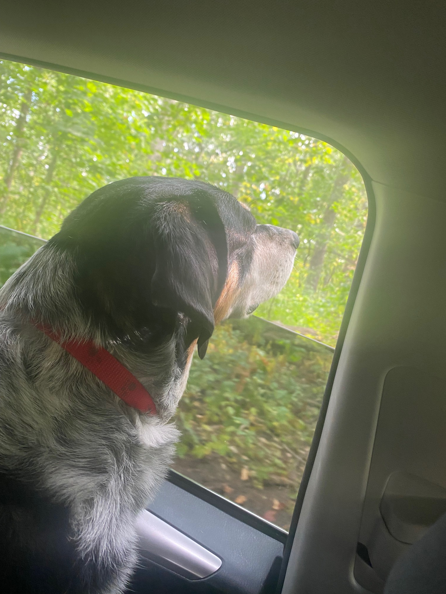 Black and White dog looks out an open backseat car window. There are trees in the background.