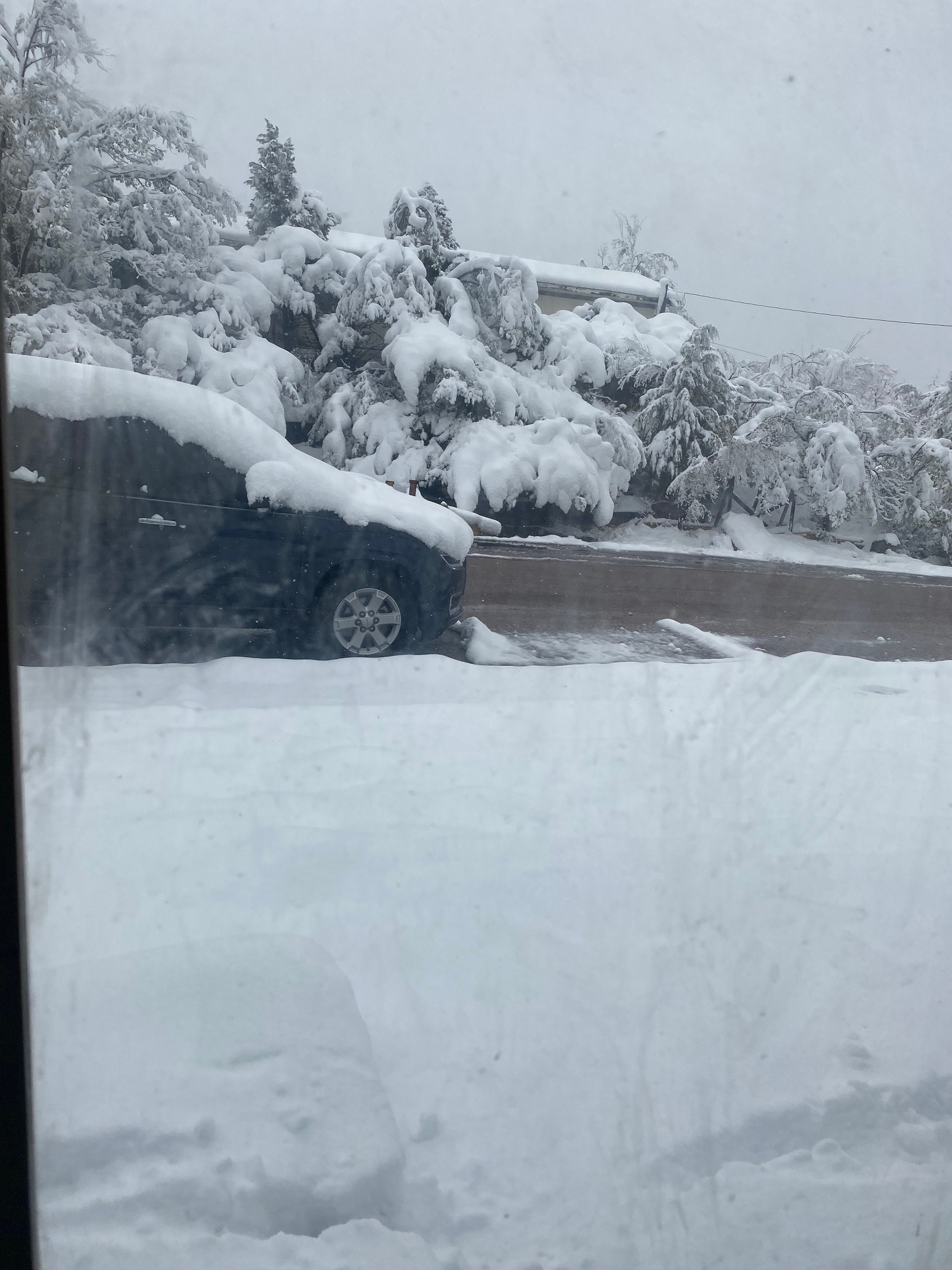 Approximately 6-8 inches cover drooping trees, a house, and an SUV