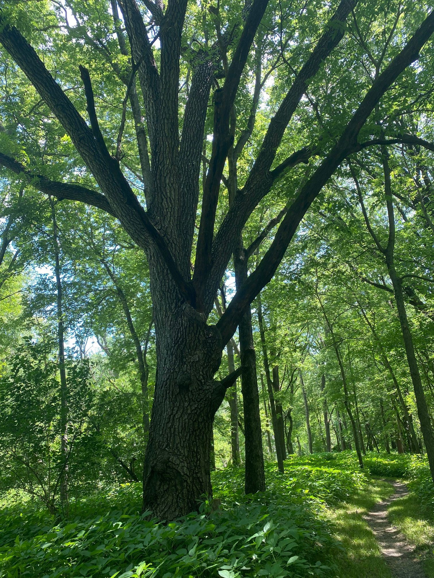 Forest Bathing