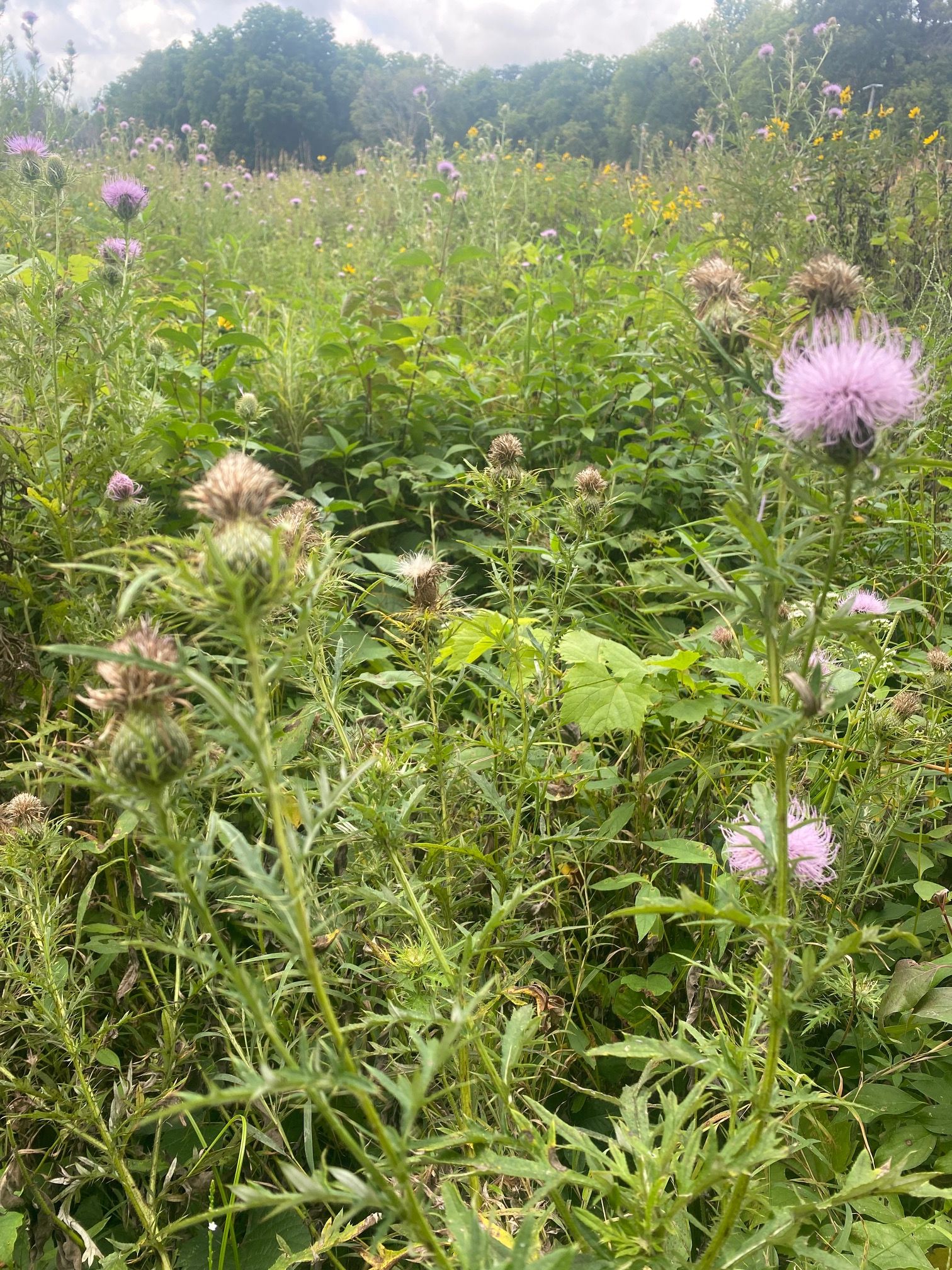 A picture of a field of leaves and purple and gold wildflowers taken from a low perspective